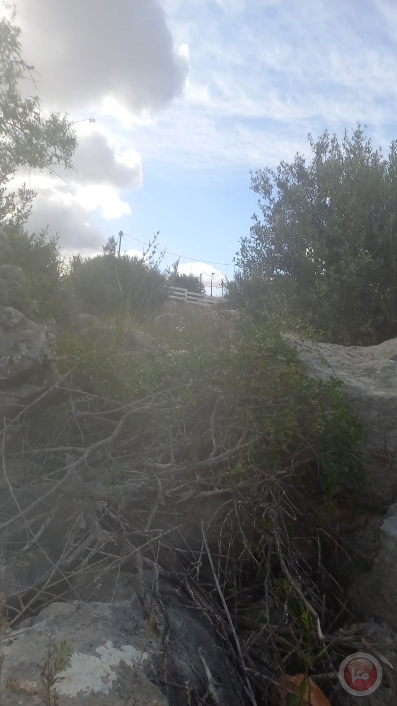 صور- مستوطنون يقتلعون 60 شجرة زيتون ويعتدون على مواطن غرب سلفيت
